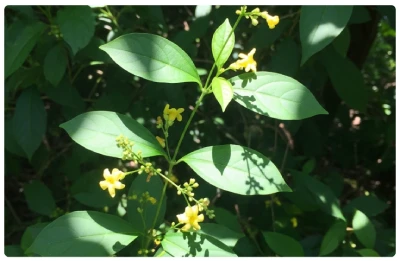 GlucoTrust Bites Ingredient3